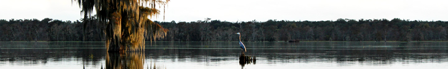 A wide lake in a Louisiana bayou with a large heron perched on a stump in the foreground