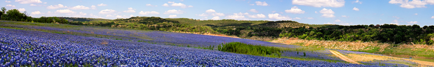 A rolling hillside covered with a glorious carpet of Texas bluebonnets, the state flower of Texas